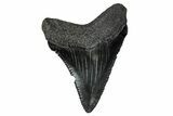 Serrated, Juvenile Megalodon Tooth - South Carolina #340751-1
